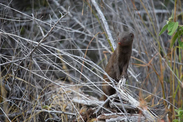 Suedliche Zwergmanguste Dwarf Mongoose Helogale Parvula — Stock Photo, Image