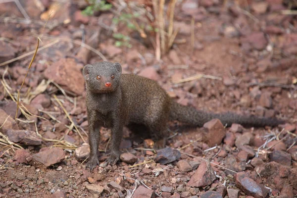 Suedliche Zwergmanguste Dwarf Mongoose Helogale Parvula — Stock fotografie