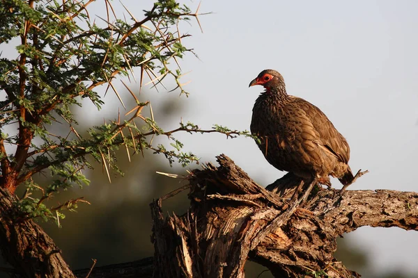 Swainsonfrankolin Swainson Francolin Swainson Spurfowl Francolinus Swainsonii — Stock Photo, Image