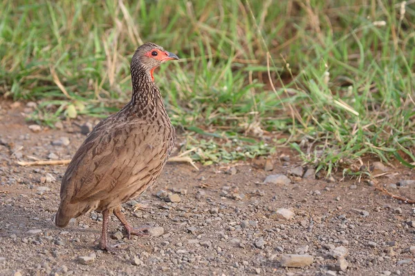 Swainsonfrankolin Swainson Francolin Swainson Spurfowl Francolinus Swainsonii — Stock Fotó