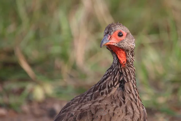 Swainsonfrankolin Swainson Francolin Swainson Spurfowl Francolinus Swainsonii — Stockfoto