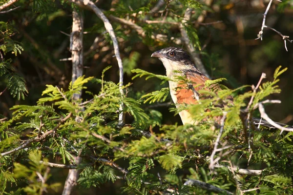 Tiputip Burchell Coucal Centropus Superciliosus — Fotografia de Stock