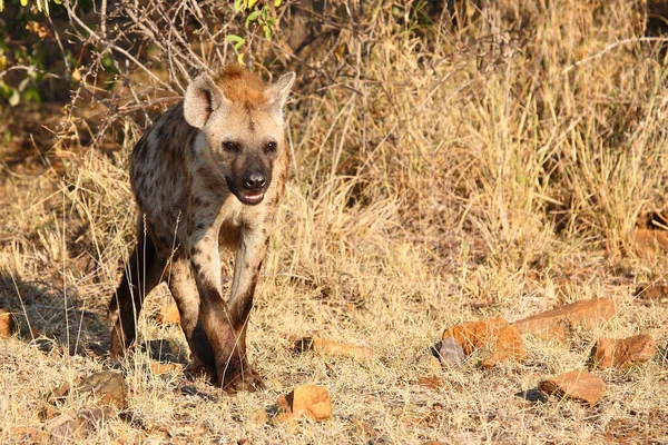 Tuepfelhyaene / Benekli hyaena / Crocuta crocuta