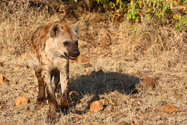 Tuepfelhyaene / Benekli hyaena / Crocuta crocuta