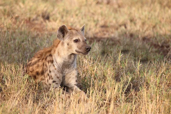 Tuepfelhyaene / Benekli hyaena / Crocuta crocuta