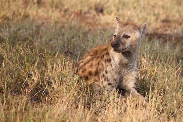 Tuepfelhyaene / Benekli hyaena / Crocuta crocuta