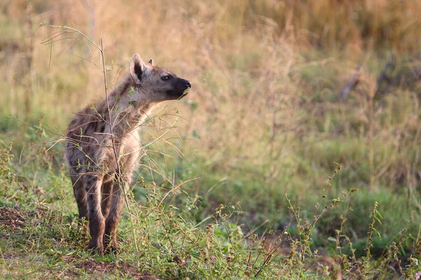 Tuepfelhyaene Spotted Hyaena Crocuta Crocuta — 스톡 사진