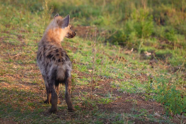 Tuepfelhyaene Benekli Hyaena Crocuta Crocuta — Stok fotoğraf