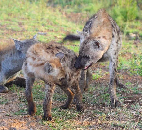 Tuepfelhyaene / Benekli hyaena / Crocuta crocuta