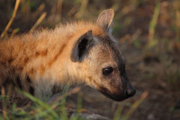 Tuepfelhyen Tečkovaná Hyena Crocuta Crocuta — Stock fotografie