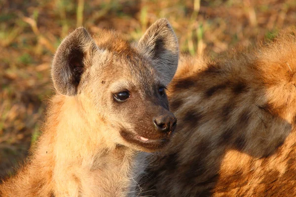 Tuepfelhyaene / Benekli hyaena / Crocuta crocuta