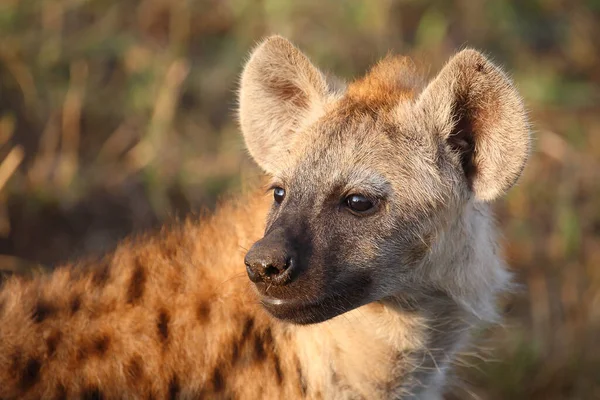 Tuepfelhyen Tečkovaná Hyena Crocuta Crocuta — Stock fotografie