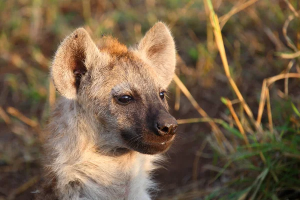 Tuepfelhyaene Spotted Hyaena Crocuta Crocuta — стокове фото