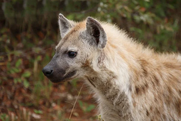 Tuepfelhyen Tečkovaná Hyena Crocuta Crocuta — Stock fotografie