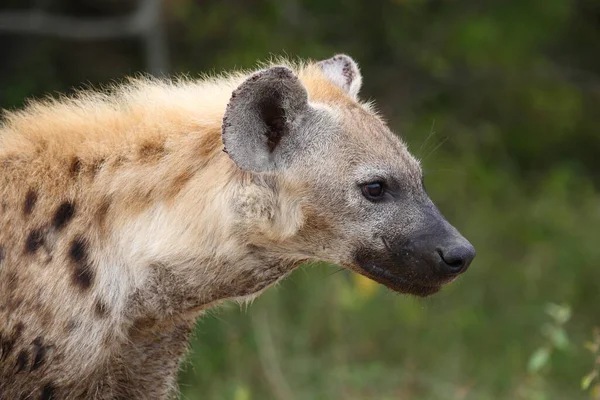 Tuepfelhyen Tečkovaná Hyena Crocuta Crocuta — Stock fotografie