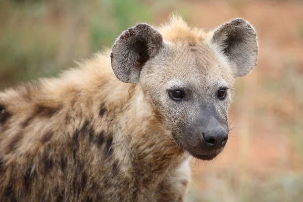 Tuepfelhyaene Spotted Hyaena Crocuta Crocuta — Stock Photo, Image