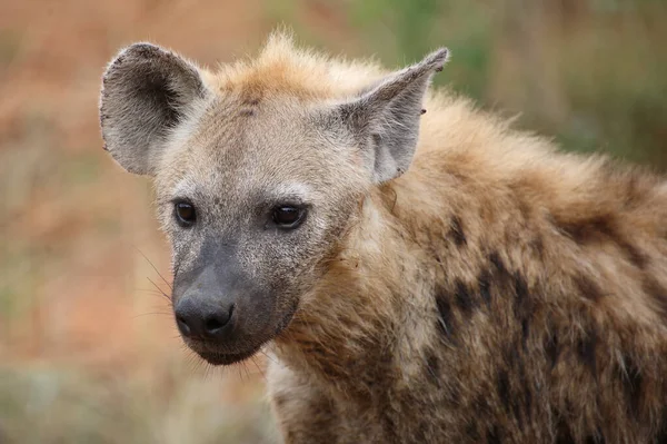 Tuepfelhyaene / Benekli hyaena / Crocuta crocuta