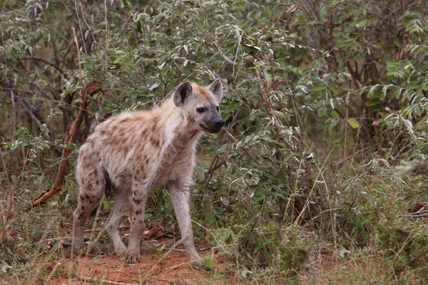 Tuepfelhyaene / Benekli hyaena / Crocuta crocuta