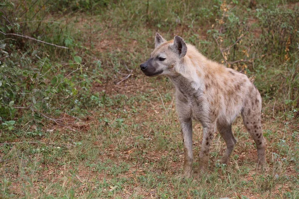 Tuepfelhyaene / Benekli hyaena / Crocuta crocuta