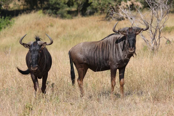 Streifengnu Blue Wildebeest Connochaetes Taurinus Royalty Free Stock Photos