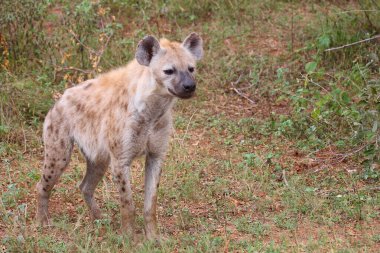 Tuepfelhyaene / Benekli hyaena / Crocuta crocuta