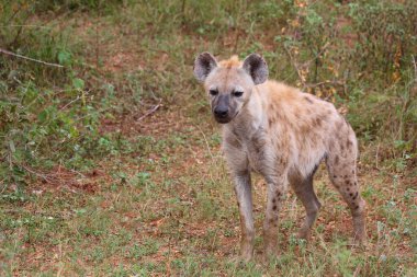 Tuepfelhyaene / Benekli hyaena / Crocuta crocuta