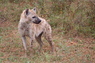 Tuepfelhyaene / Benekli hyaena / Crocuta crocuta