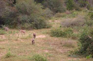 Tuepfelhaeyne / Benekli hyaena / Crocuta crocuta