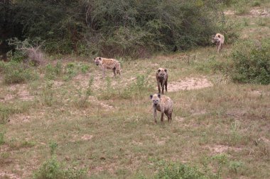 Tuepfelhaeyne / Benekli hyaena / Crocuta crocuta