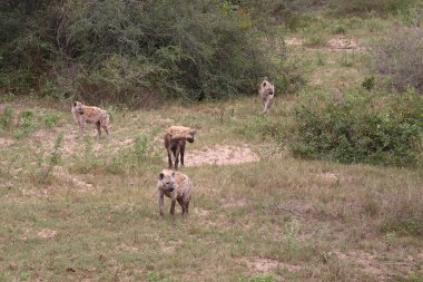 Tuepfelhaeyne / Benekli hyaena / Crocuta crocuta