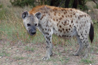 Tuepfelhaeyne / Benekli hyaena / Crocuta crocuta