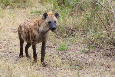 Tuepfelhaeyne / Benekli hyaena / Crocuta crocuta