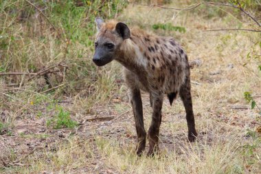Tuepfelhaeyne / Benekli hyaena / Crocuta crocuta