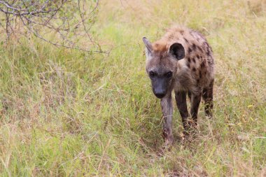 Tuepfelhaeyne / Benekli hyaena / Crocuta crocuta