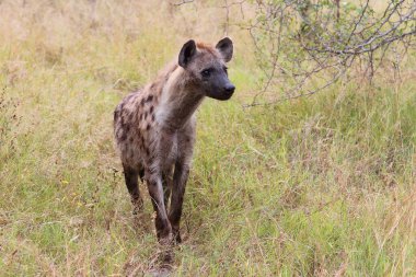 Tuepfelhaeyne / Benekli hyaena / Crocuta crocuta