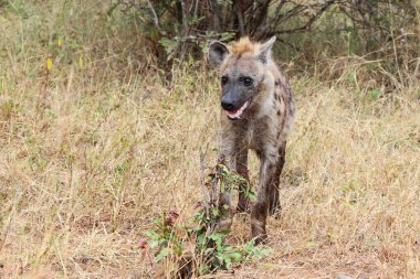 Tuepfelhaeyne / Benekli hyaena / Crocuta crocuta