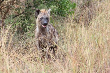 Tuepfelhaeyne / Benekli hyaena / Crocuta crocuta