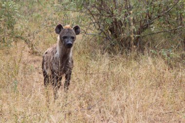 Tuepfelhaeyne / Benekli hyaena / Crocuta crocuta