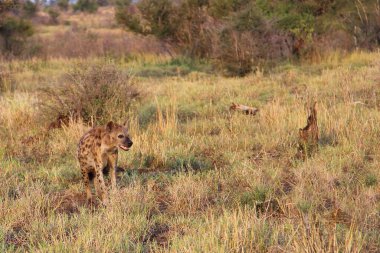 Tuepfelhaeyne / Benekli hyaena / Crocuta crocuta