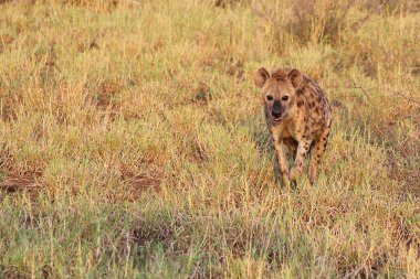 Tuepfelhaeyne / Benekli hyaena / Crocuta crocuta