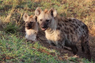 Tuepfelhaeyne / Benekli hyaena / Crocuta crocuta