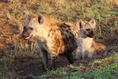 Tuepfelhaeyne / Benekli hyaena / Crocuta crocuta