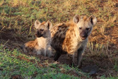 Tuepfelhaeyne / Benekli hyaena / Crocuta crocuta