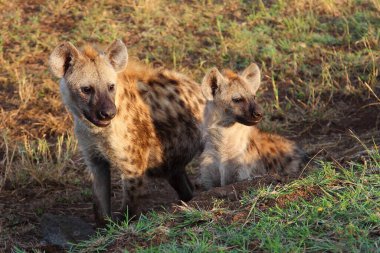 Tuepfelhaeyne / Benekli hyaena / Crocuta crocuta