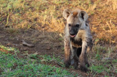 Tuepfelhaeyne / Benekli hyaena / Crocuta crocuta