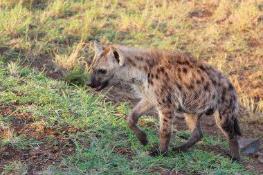 Tuepfelhaeyne / Benekli hyaena / Crocuta crocuta