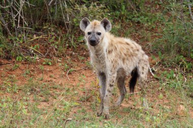 Tuepfelhaeyne / Benekli hyaena / Crocuta crocuta