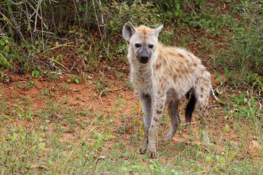 Tuepfelhaeyne / Benekli hyaena / Crocuta crocuta