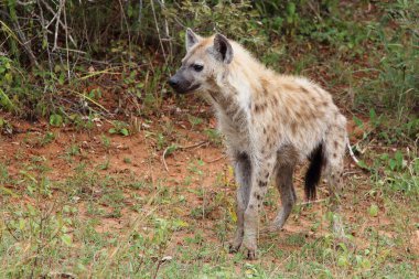 Tuepfelhaeyne / Benekli hyaena / Crocuta crocuta