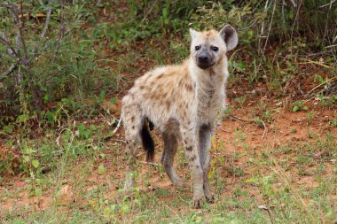 Tuepfelhaeyne / Benekli hyaena / Crocuta crocuta